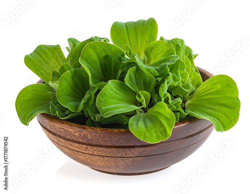 Water Lettuce in Wooden Bowl - Fresh Aquatic Plant Display.