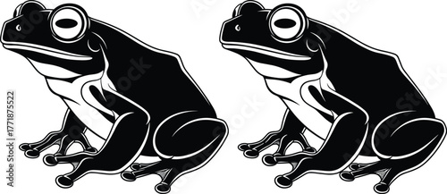 Two frog vector illustration in black and white style, detailed amphibian animal design for wildlife, biology, nature art, and educational graphic content