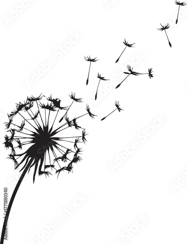 Dandelion Seed Head Silhouette with Flying Seeds in Transparent Background Artwork