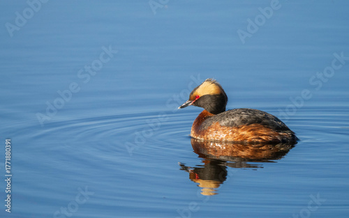 A Male Horned Grebe in Alaska