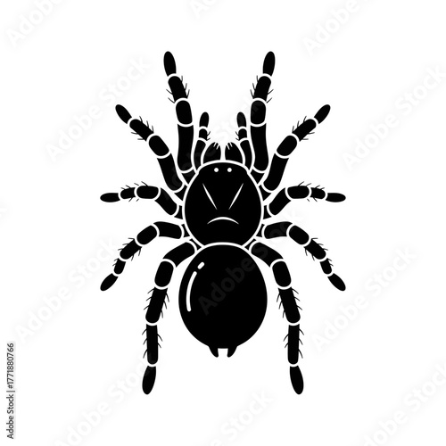 Black tarantula silhouette isolated on white background