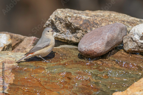 A Lucy's Warbler in Southern Arizona