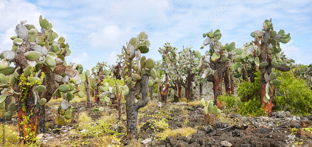Fototapeta premium Giant prickly pear cactus on Santa Cruz Island, Galapagos National Park, Ecuador.