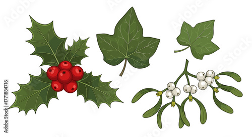 Vector  illustration of holly with red berries, ivy leaves, and mistletoe with pearl berries imagery