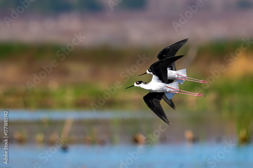 A pair of black necked stilts in synchronized flight at San Jacinto Wildlife area