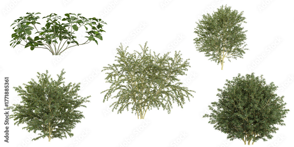 Fototapeta premium Collection of Aucuba,berberis plants on transparent background