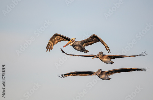 Three brown pelicans in flight towards the camera