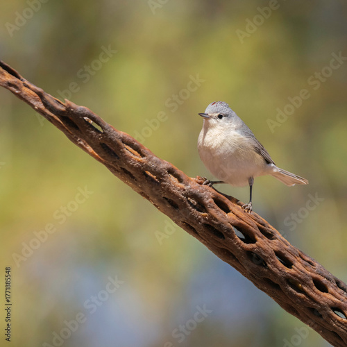 A Lucy's Warbler in Southern Arizona