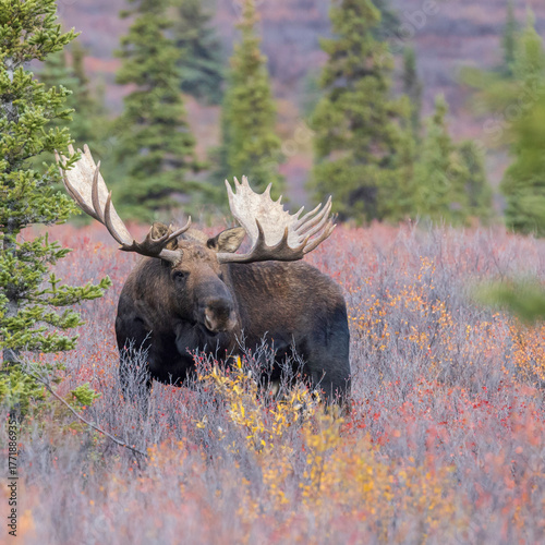 Bull Moose in Denali National Park