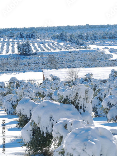 Winter landscape with snow covered olive trees. Les Garrigues, Catalonia, January 2010.