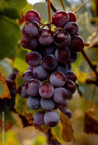 red grapes in vineyard