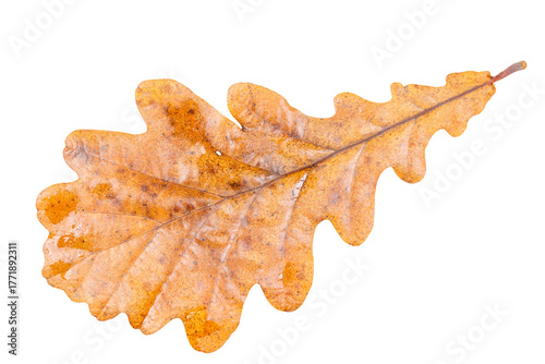 a yellowed oak leaf with raindrops fallen from a tree