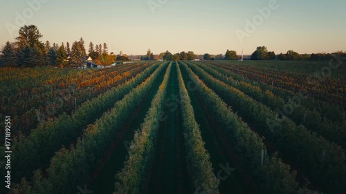 apple orchard in the morning sunrise light