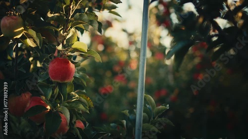 red apples on a tree in an orchard at sunrise