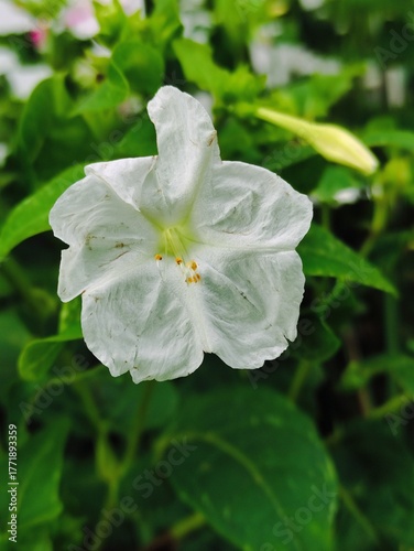 a beautiful snowdrop flower, una bella Flor campanilla de invierno ,FOTORAFIA (36)
