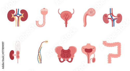 Human Urinary System Anatomy: Kidneys, Bladder, and Intestines Illustration