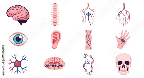 Human Anatomy Illustration: Brain, Spine, Eye, Ear, Nerves, Hand, Skull