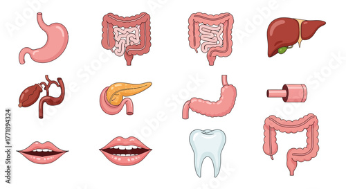 Cartoon Illustration of Human Digestive System Organs and Mouth Anatomy