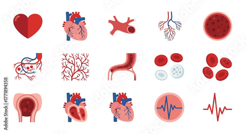 Human Anatomy: Heart, Blood Vessels, and Blood Cells Illustration