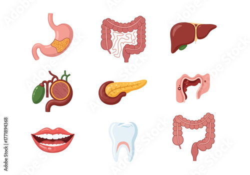 Cartoon Illustration of Human Digestive System Organs: Stomach, Intestines, Liver, Pancreas, Gallbladder, Mouth, Tooth