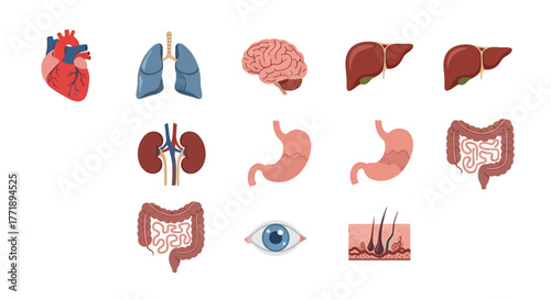Human Internal Organs Set: Heart, Lungs, Brain, Liver, Kidneys, Stomach, Intestine, Eye, and Skin