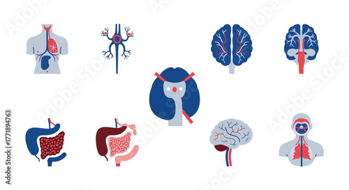 Stylized Human Anatomy Icons: Organs and Systems Illustration