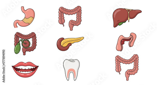 Cartoon Illustration of Human Digestive System Organs and Mouth