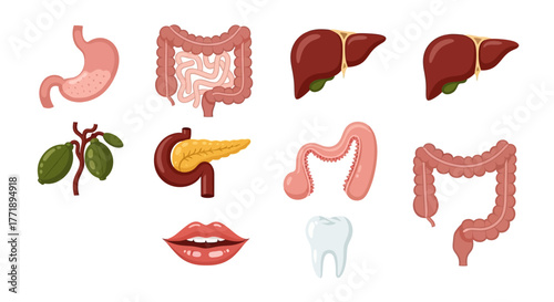 Cartoon Illustration of Human Internal Organs Anatomy