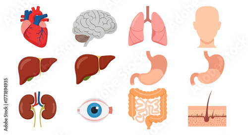 Human Internal Organs: Heart, Brain, Lungs, Liver, Kidneys, Eye, Stomach, Intestine, Skin