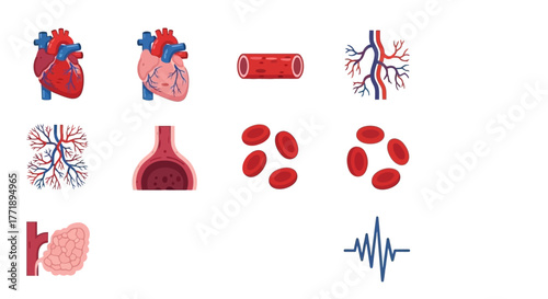 Human Circulatory System: Heart, Blood Vessels, and Blood Cells Illustration