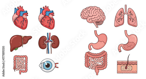 Human Internal Organs Anatomy Illustration Set