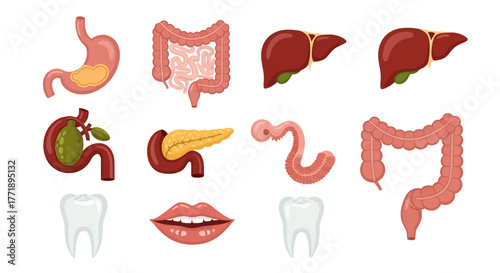 Cartoon Illustration of Human Internal Organs and Teeth Anatomy