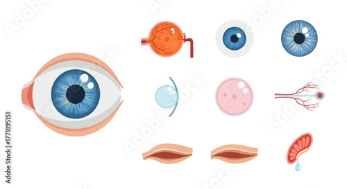 Human Eye Anatomy Illustration: Detailed Eye Structure and Components