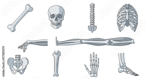 Anatomical Illustration of Human Skeletal System with Skull, Rib Cage, Spine, Limbs, and Pelvis