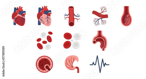 Human Anatomy: Heart, Blood Vessels, Blood Cells, and Heartbeat