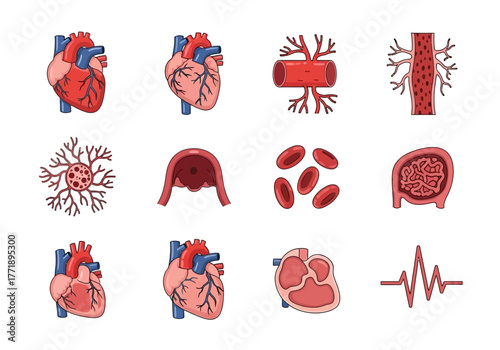 Human Heart and Circulatory System Anatomy Illustration Set