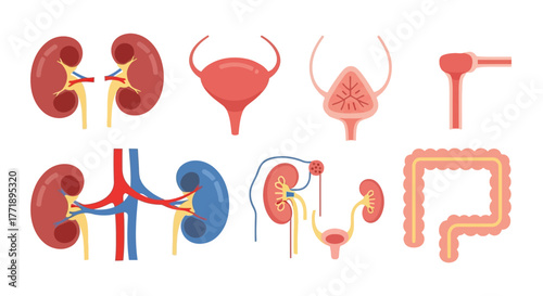 Human Urinary System and Digestive Tract Organs Illustration
