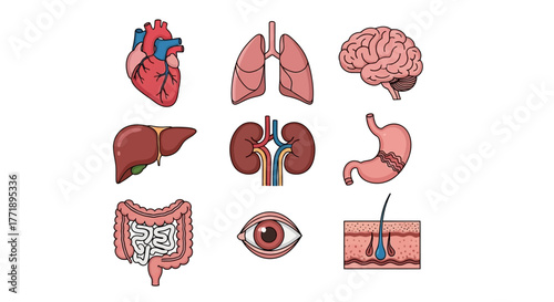 Human Internal Organs Illustration: Heart, Lungs, Brain, Liver, Kidneys, Stomach, Intestine, Eye, and Skin