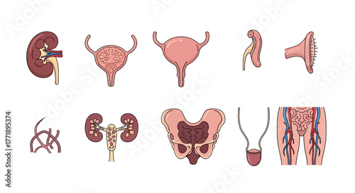 Anatomical Illustration of the Human Urinary System and Reproductive Organs