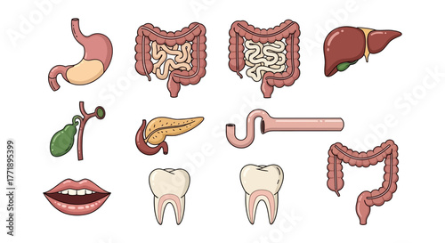 Cartoon Illustration of Human Digestive System Organs and Teeth