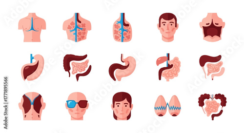 Collection of Human Anatomy Illustrations: Organs, Vessels, and Facial Features