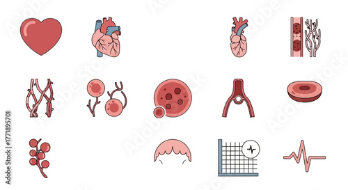 Human Anatomy and Blood Cells: Heart, Vessels, and Blood Components Illustration