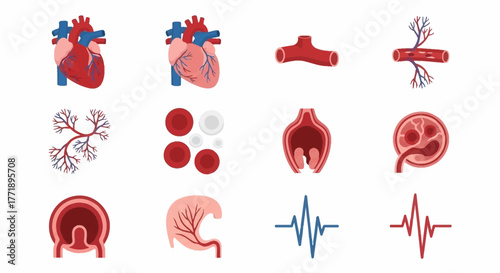 Human Circulatory System Elements: Heart, Blood Vessels, and Blood Cells