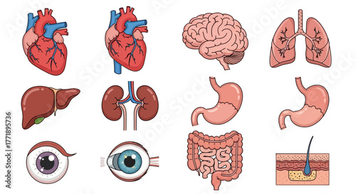 Cartoon Illustration of Human Internal Organs Anatomy Set