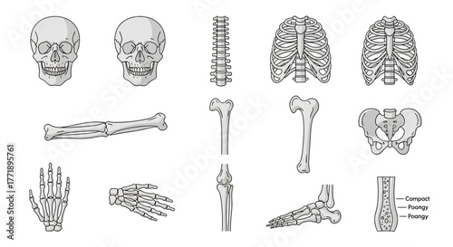 Human Skeletal System Anatomy Illustration with Bones and Structure