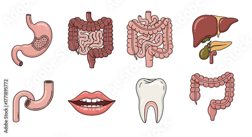 Anatomical Illustrations of Human Digestive System and Oral Cavity Elements