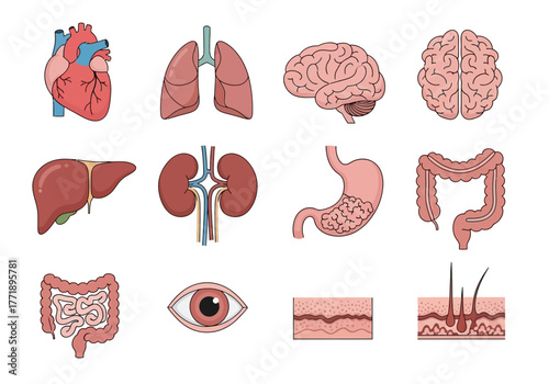 Human Internal Organs: Heart, Lungs, Brain, Liver, Kidneys, Stomach, Intestines, Eye, and Skin