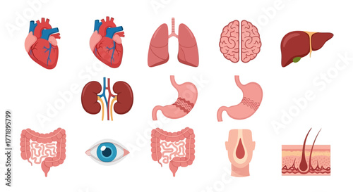 Human Internal Organs Set: Heart, Lungs, Brain, Liver, Kidneys, Stomach, Intestine, Eye, Throat, Skin