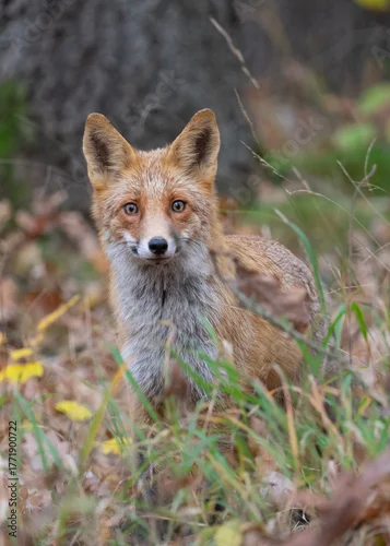 Fototapeta Lis rudy (Vulpes vulpes) w jesiennym krajobrazie. Zwierzę stoi pośród kolorowych liści w ciepłym, złotym świetle zachodzącego słońca. Naturalna sceneria, intensywne barwy jesieni i miękkie światło two