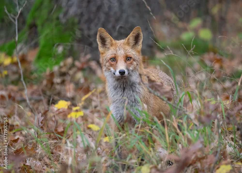 Fototapeta Lis rudy (Vulpes vulpes) w jesiennym krajobrazie. Zwierzę stoi pośród kolorowych liści w ciepłym, złotym świetle zachodzącego słońca. Naturalna sceneria, intensywne barwy jesieni i miękkie światło two